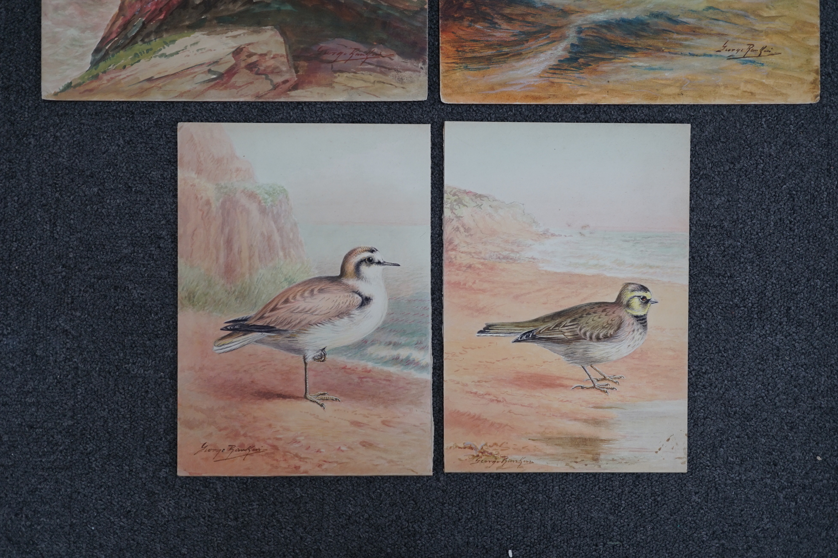 George James Rankin (British, 1864-1937), four watercolour designs for postcards, British Birds; Kentish Plover, Shorelark, Seagulls Flying & Common Gulls, signed, 27 x 19cm (3) and 46 x 30cm (1)